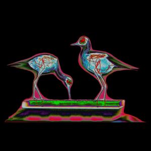 X-ray-birds-couple2