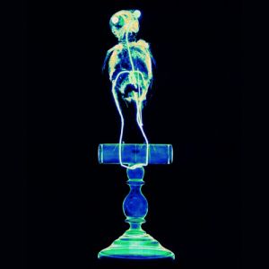 X-ray-bullfinch