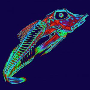 X-ray-fish1