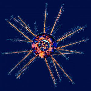 X-ray-sea-urchin
