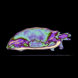 X-ray-turtle-profile