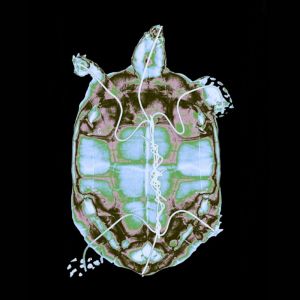 X-ray-turtle