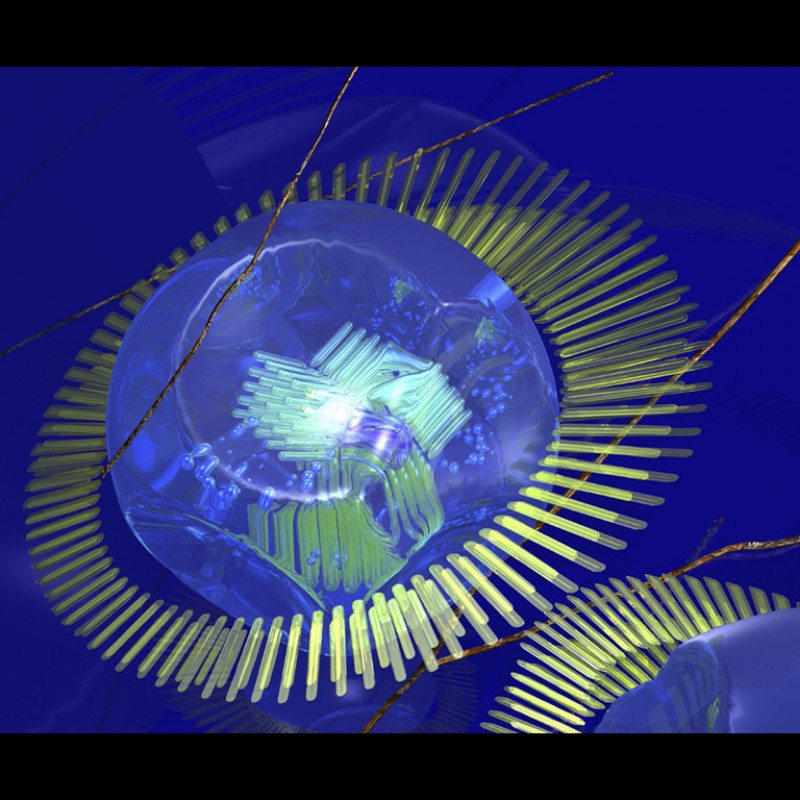 X-ray-bacterium3