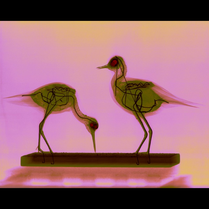 X-ray-birds-couple1