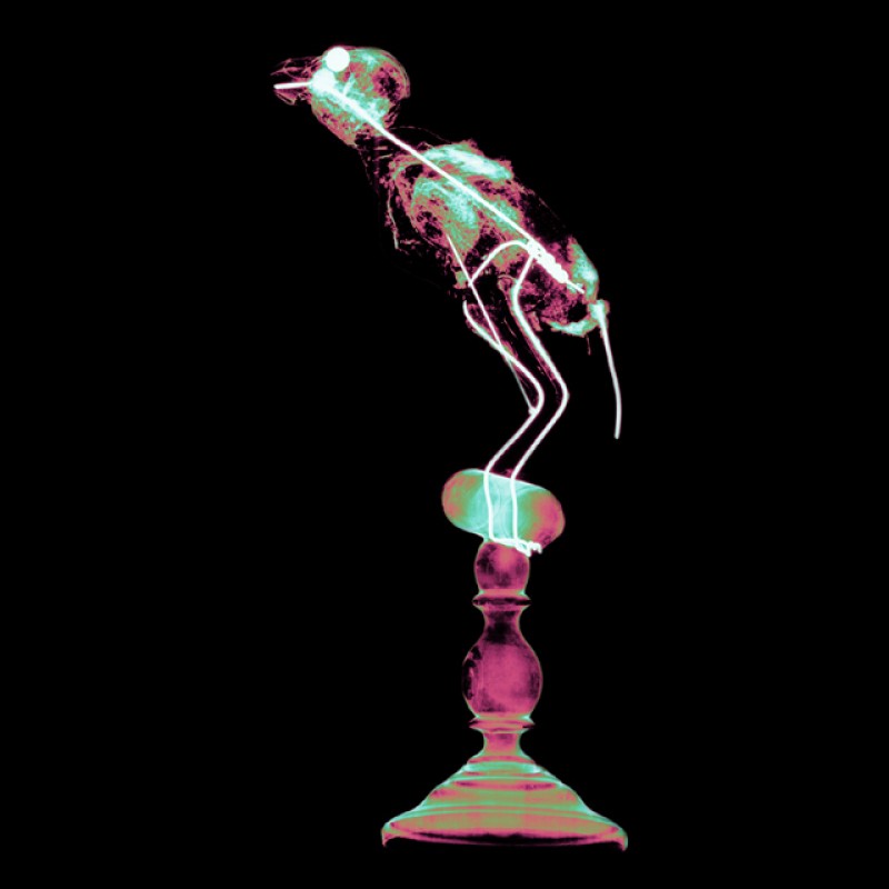 X-ray-bullfinch-profile