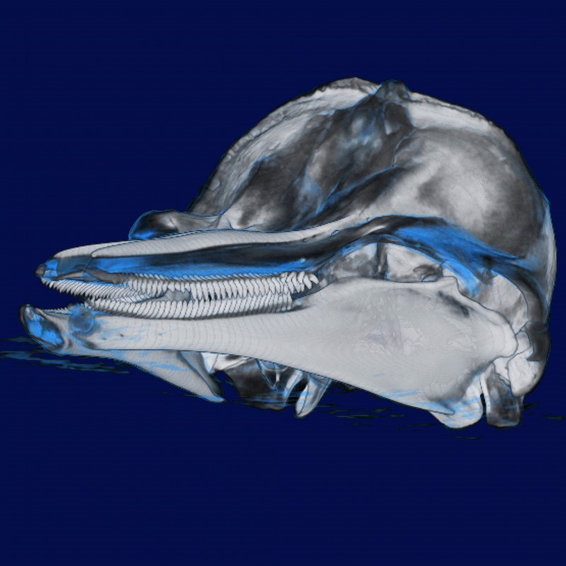 X-ray-dolphin