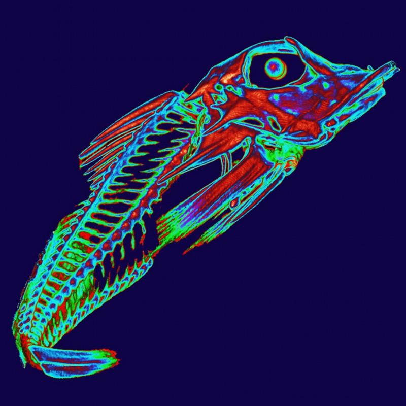 X-ray-fish1