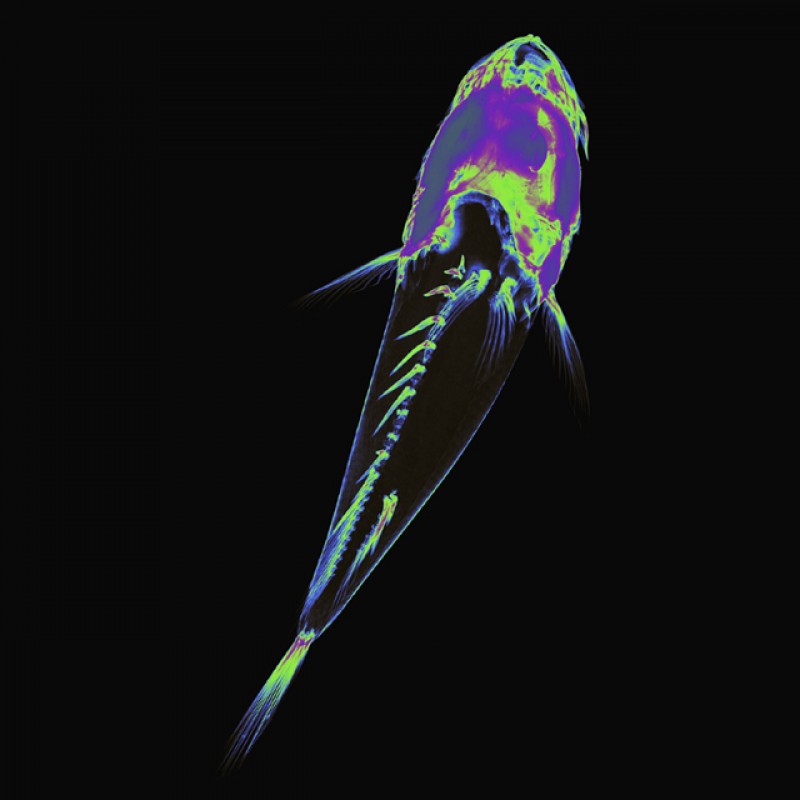 X-ray-rx5-fish