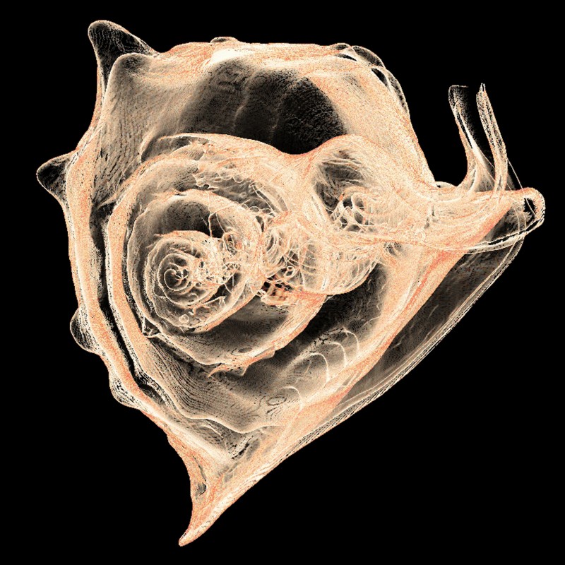 X-ray-shell2